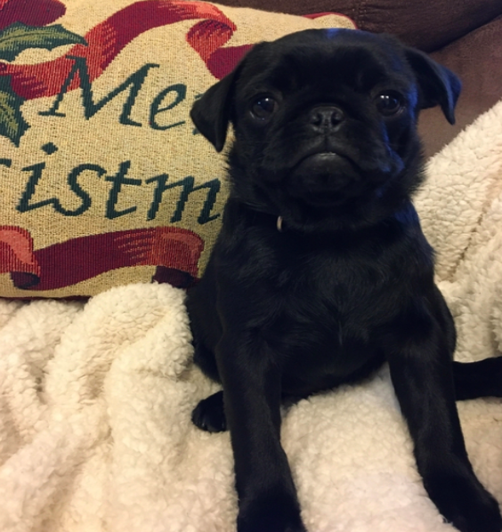 comprar cachorros sanos, baratos y asequibles para la venta